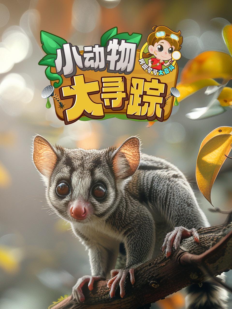 阿班可可大百科:小动物大寻踪
